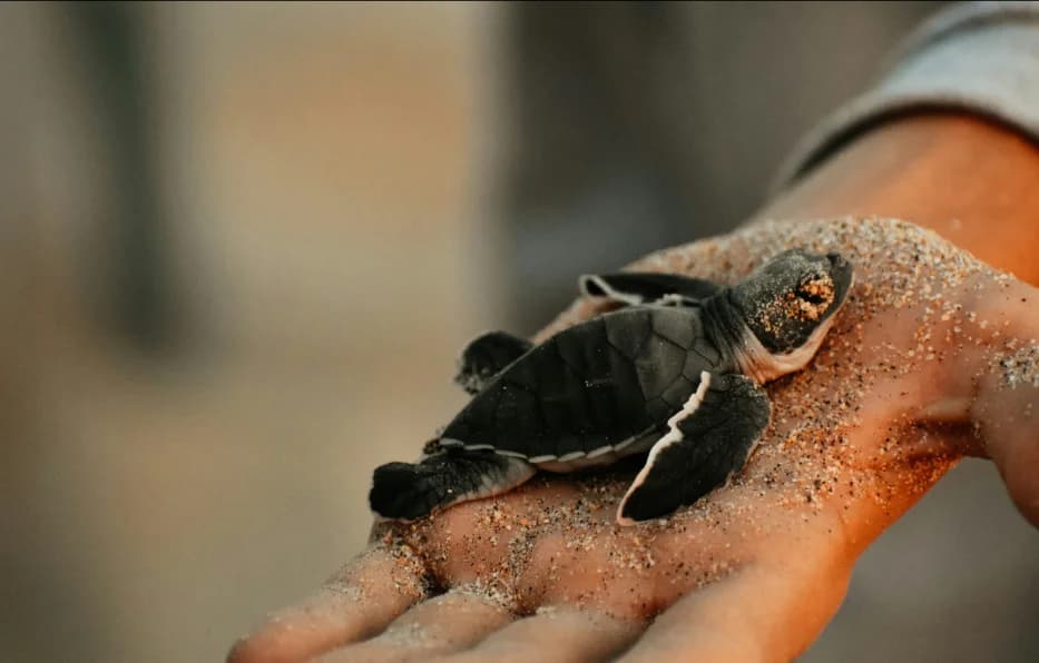 Tortuga marina recien eclosionada
